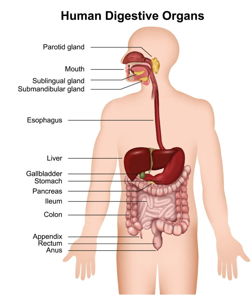 Gastroenterology Care