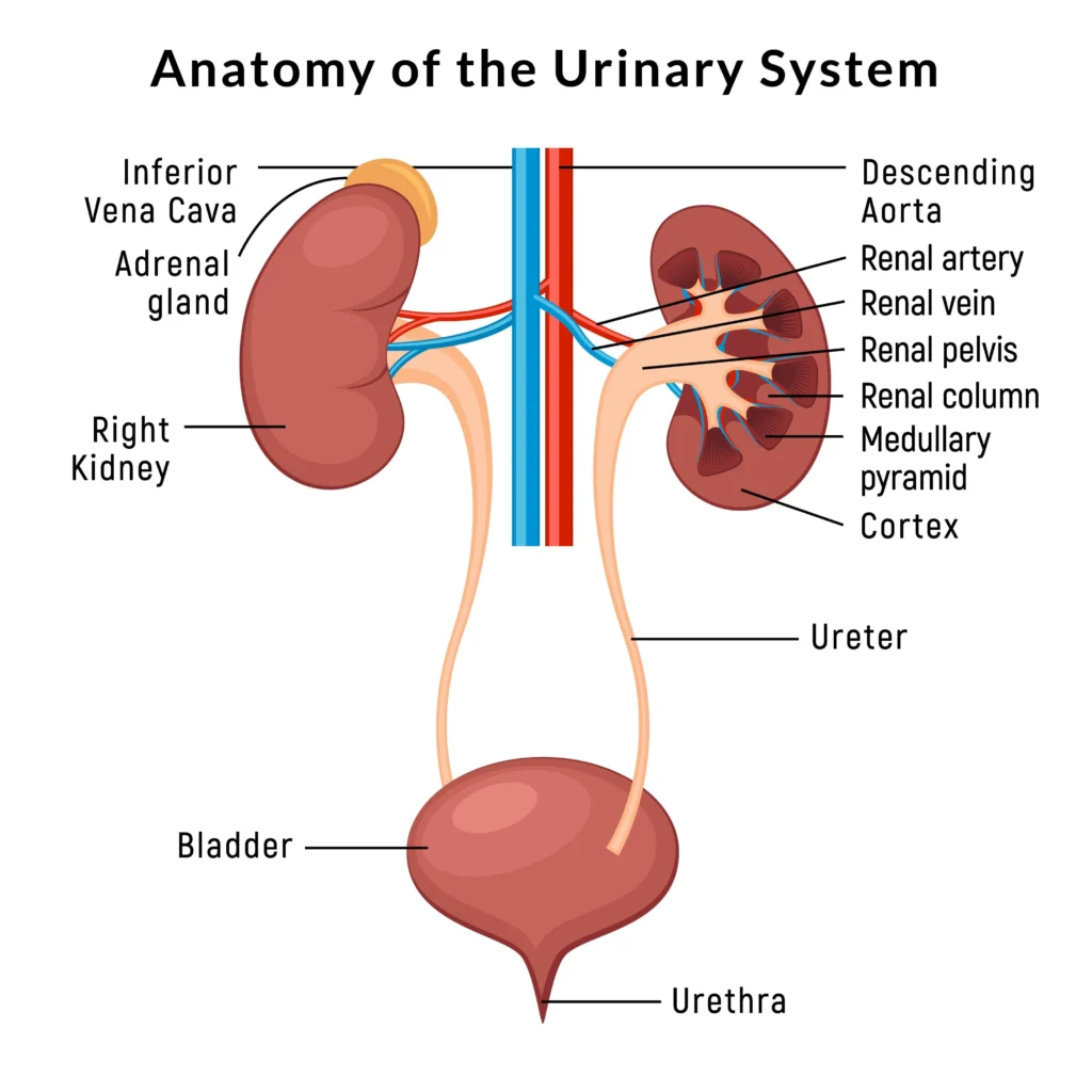 urology