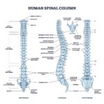 Spinal Column