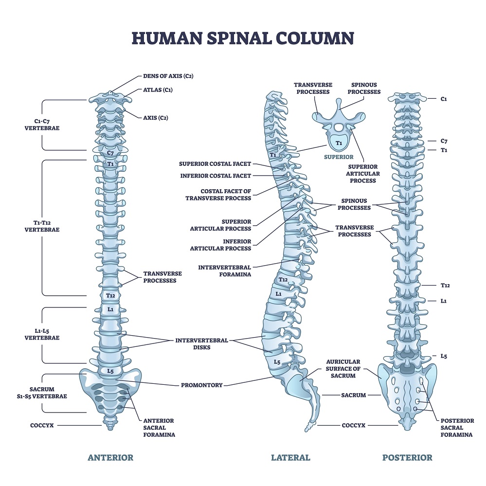 Spinal Column